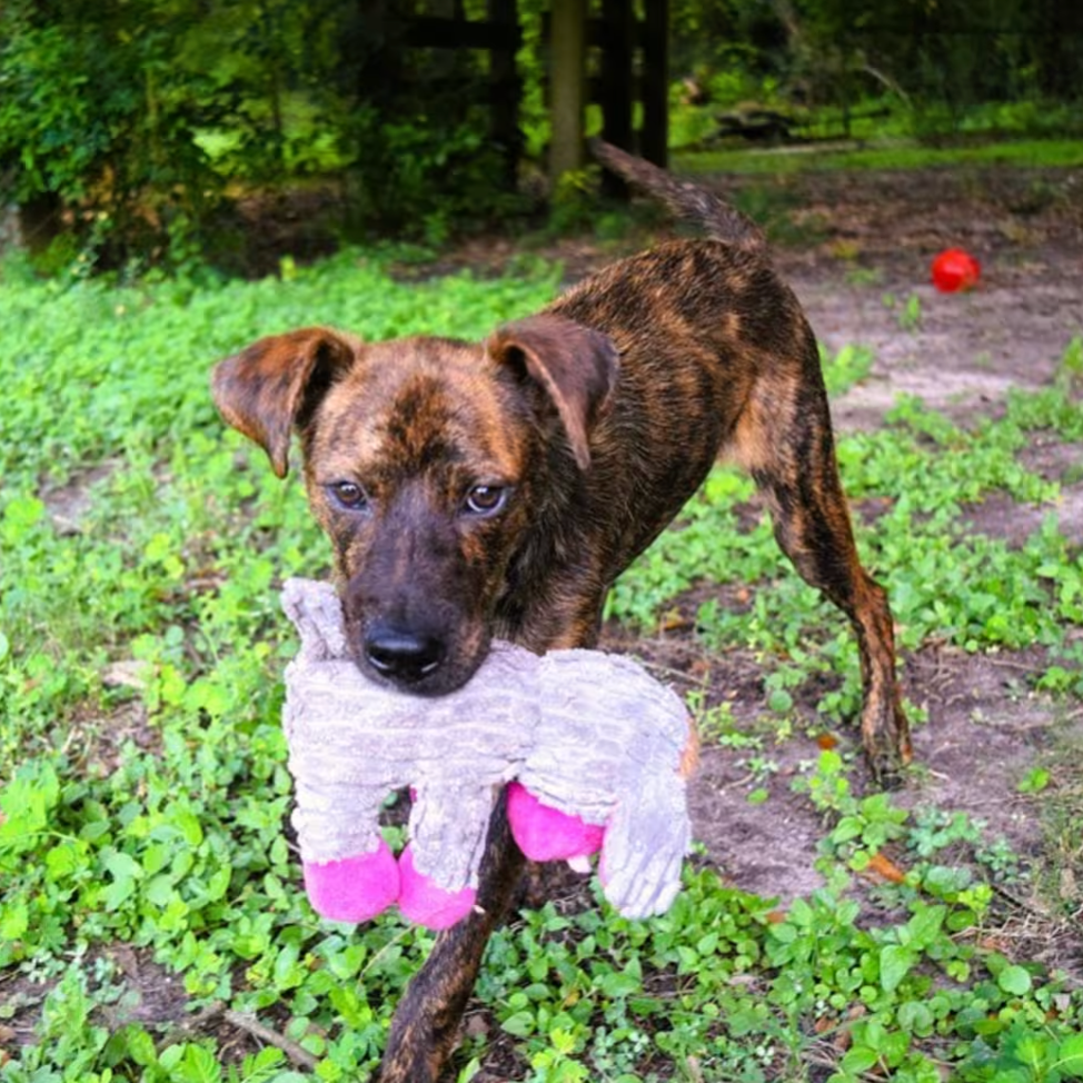 Pit Bull