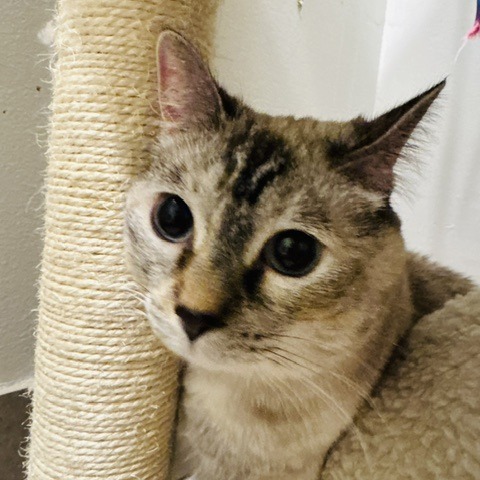 ABIGAIL - Siamese available for adoption