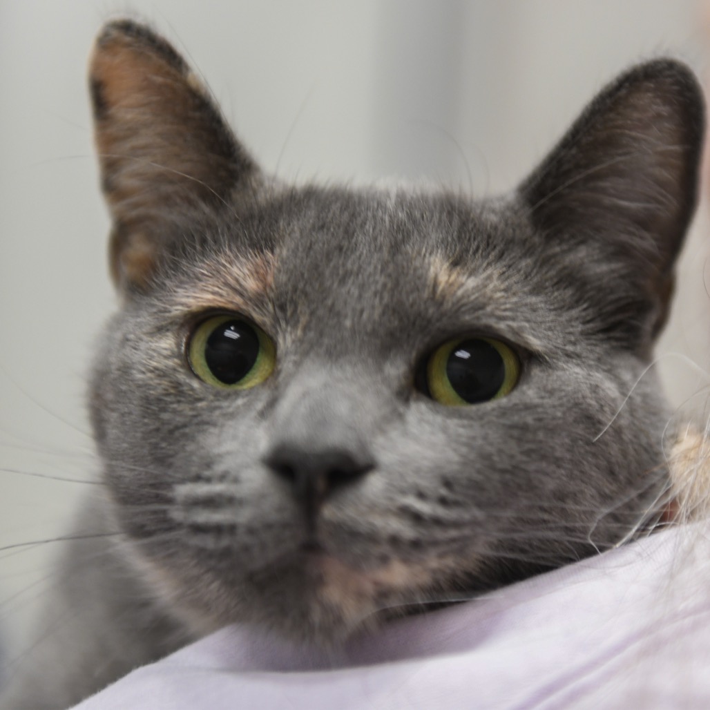 Bloomers - Domestic Shorthair