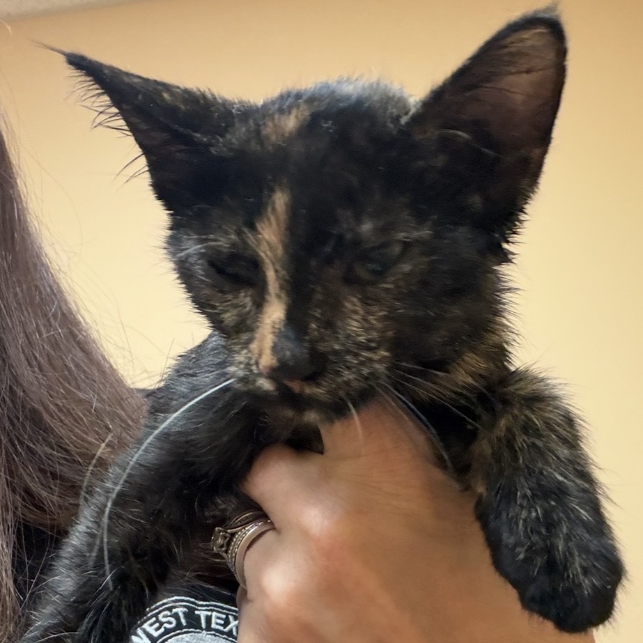 KITTEN 1