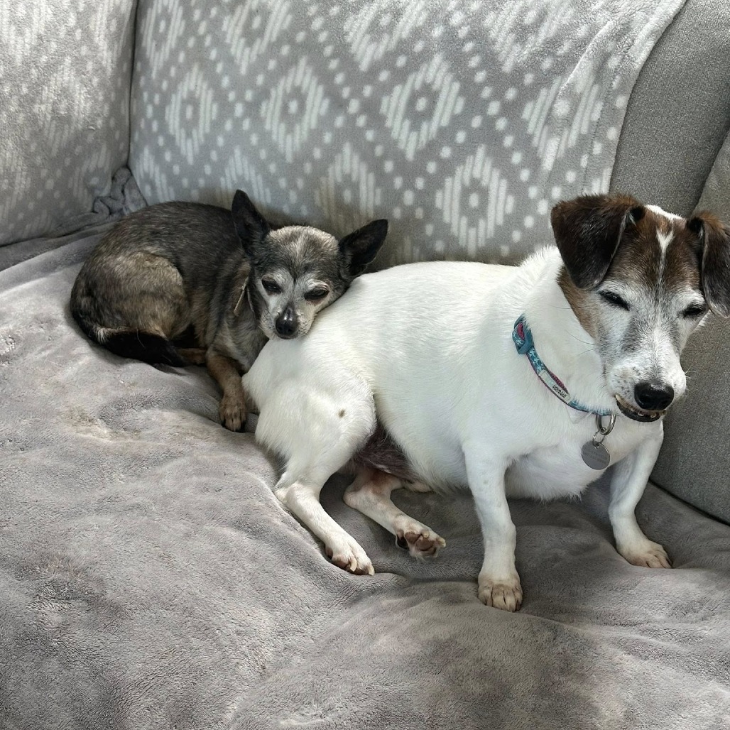 Bandit, photo 6