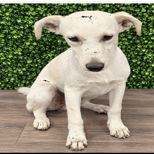 Fenn, an adoptable Foxhound, English/Mix