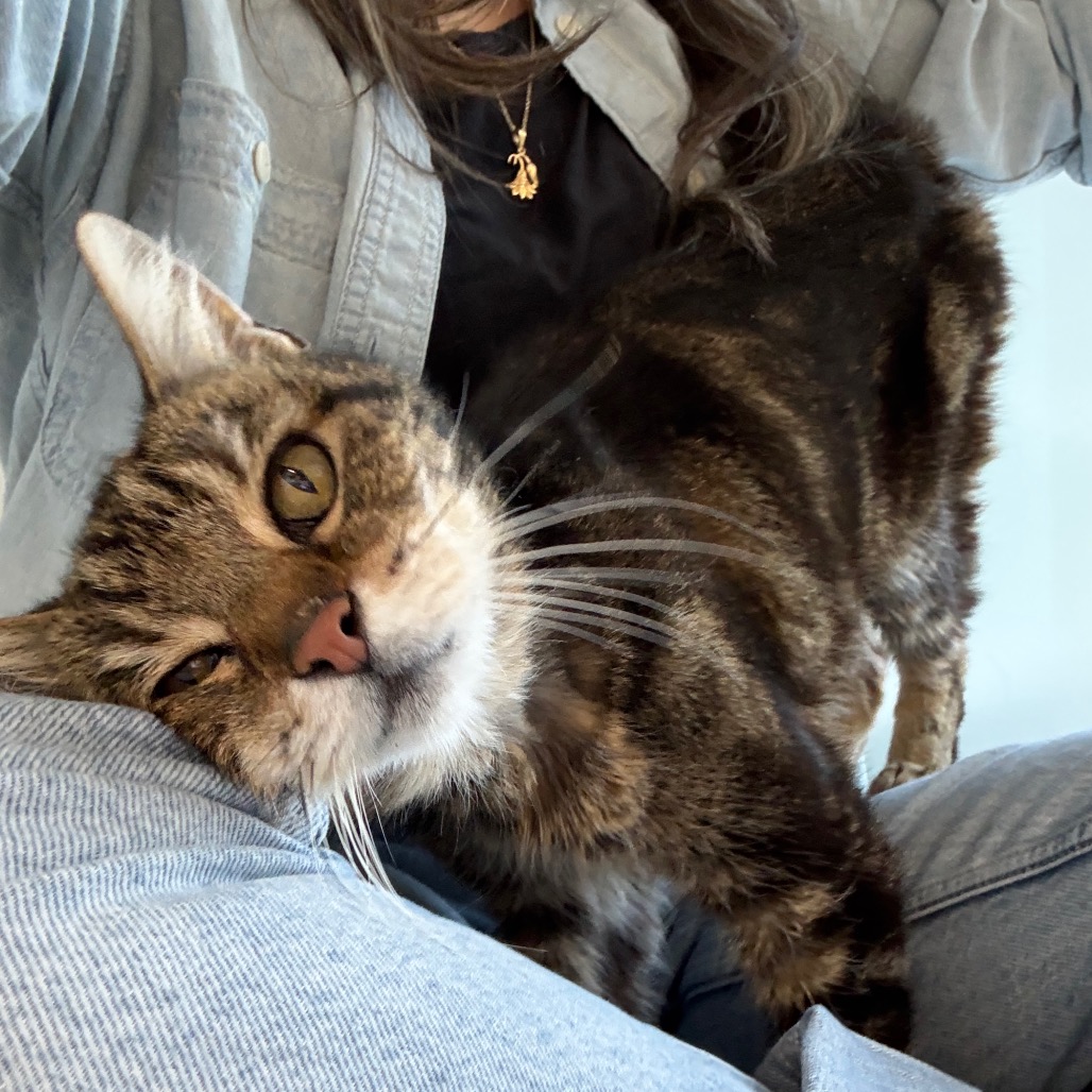 Lawrence - Domestic Shorthair