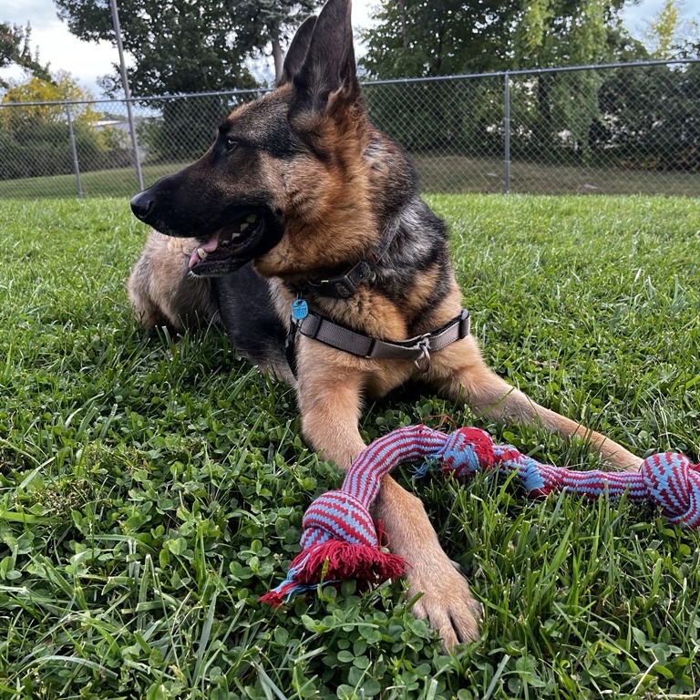 Floki, photo 18