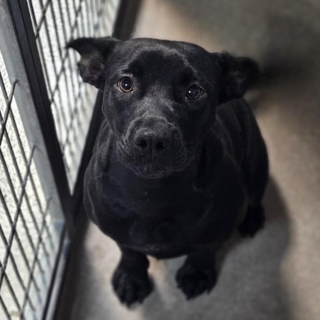 Kennel#19b Betty's preview photo
