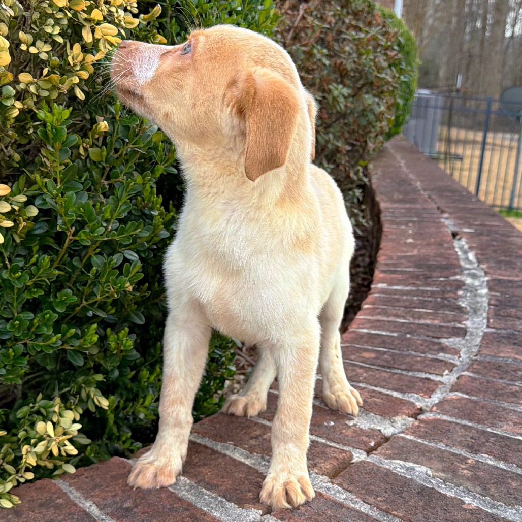 Monkey — thumbnail 5