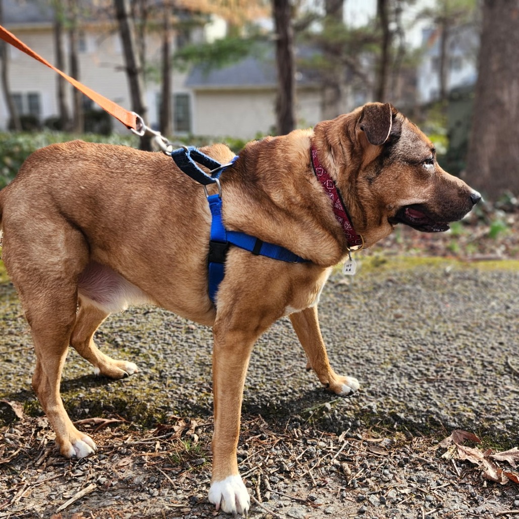 Koda, photo 12