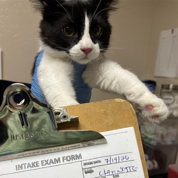 Clarinet: Female 4 Domestic Medium Hair