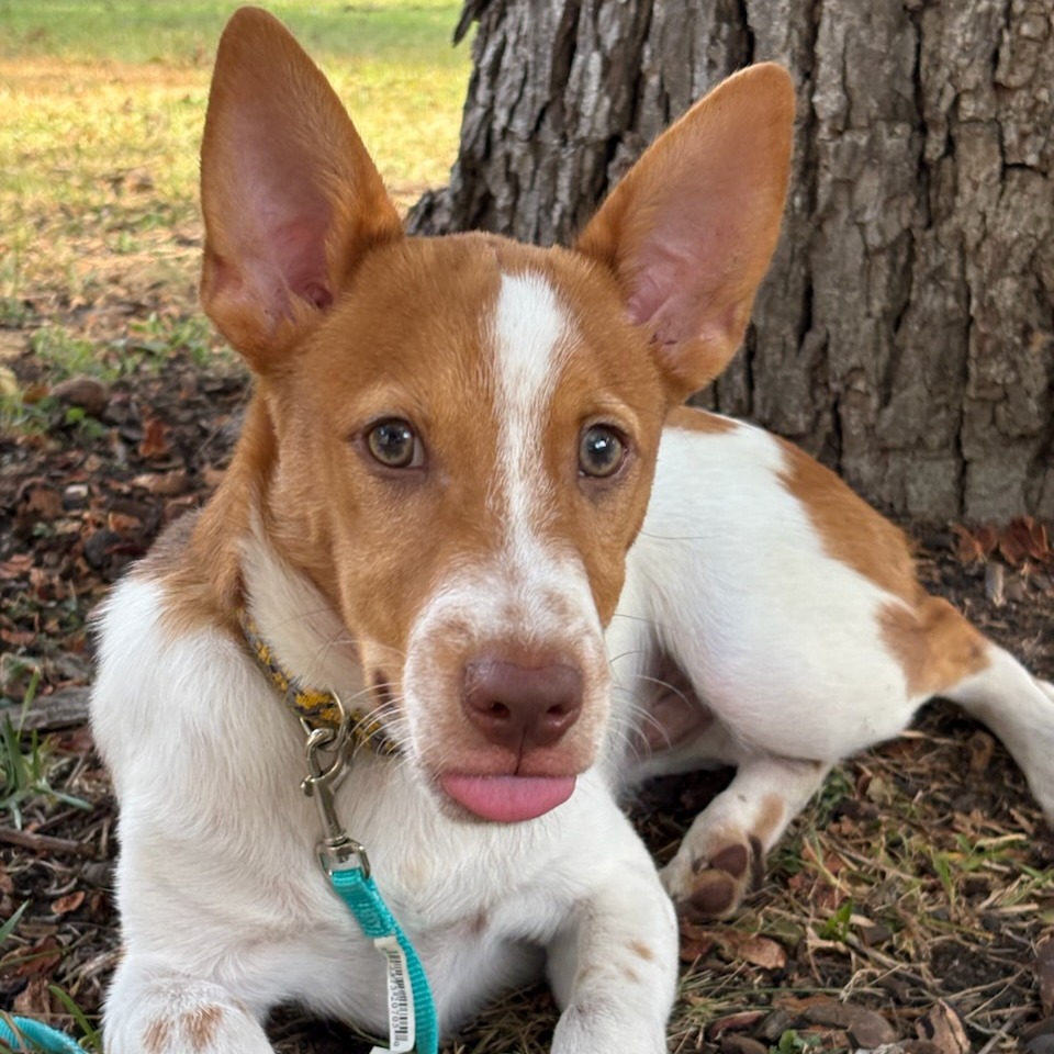 Ollie, photo 6