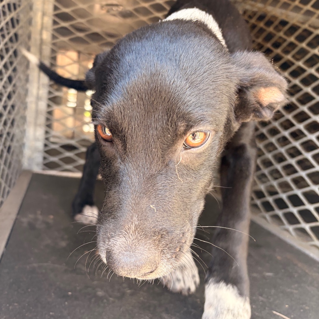 FLASH - Shepherd available for adoption