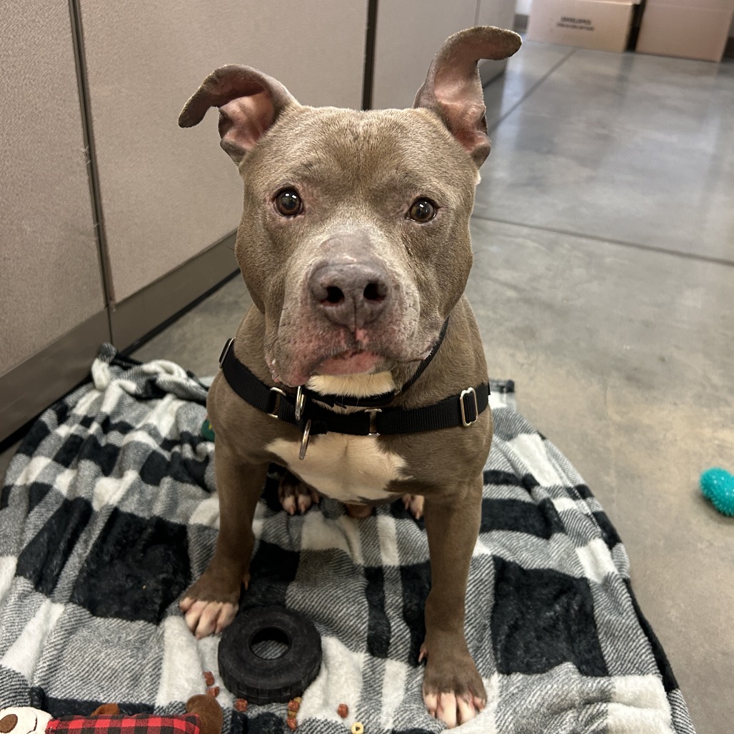 Photo of Blueberry Jam 17