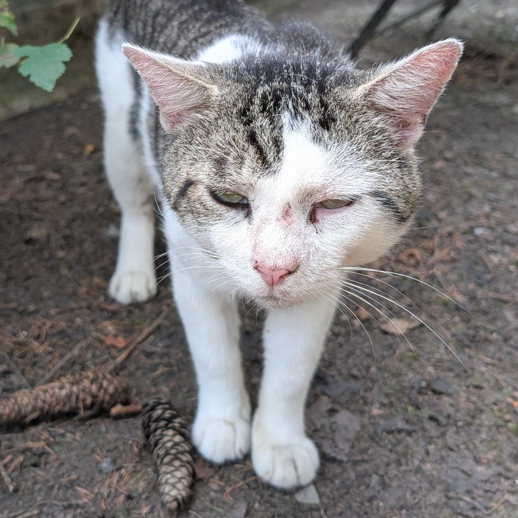 Romulus — thumbnail 2