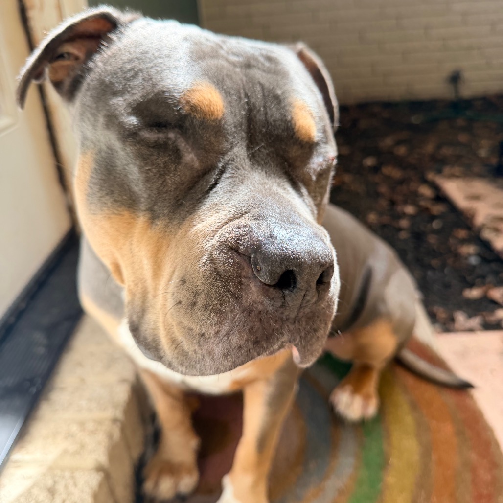 Princess Donut the Queen Anne Chonk, photo 30