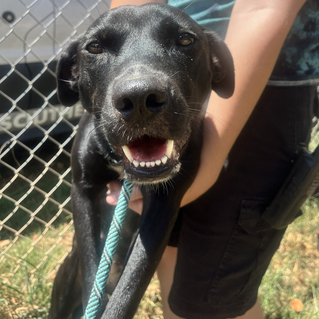 PRINCESS LOOLOOLOO - Retriever, Labrador / Mix available for adoption