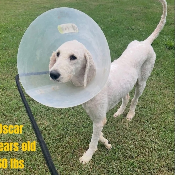 OSCAR - 003965 - Poodle available for adoption