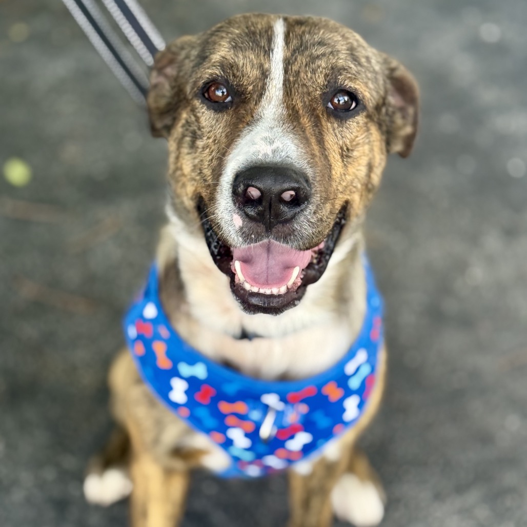 Full body shot of Coyote