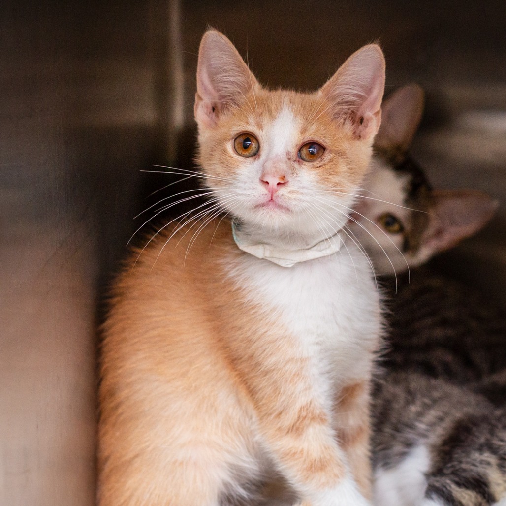 TODD - Domestic Shorthair for adoption in Hattiesburg