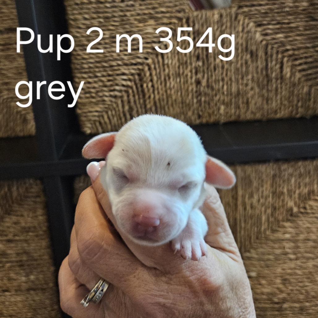 Pippi Pup Axel, photo 2