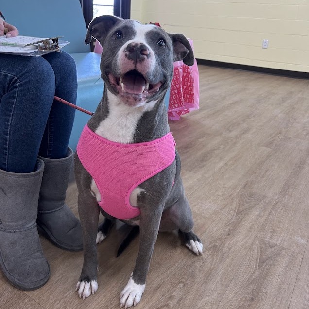 Skye — thumbnail 2