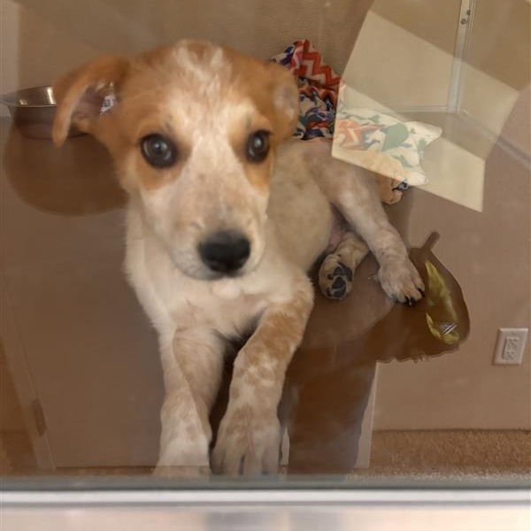 Cattle Dog
