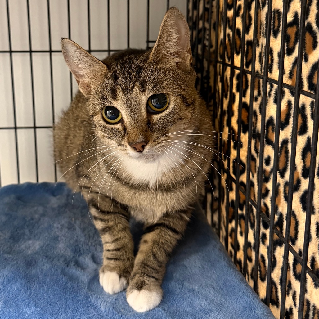PUDDIN' - Domestic Shorthair available for adoption