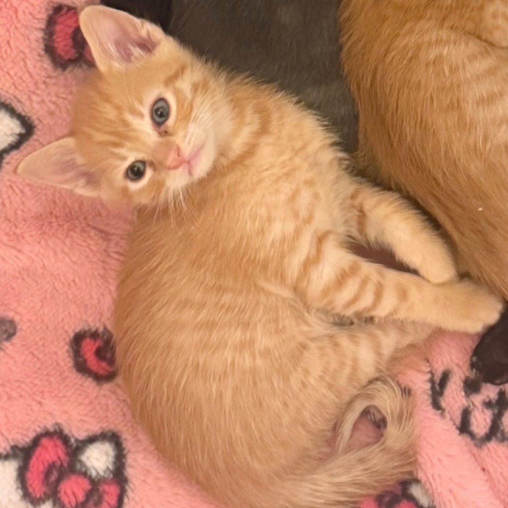 Farfalle: Male 3 Domestic Shorthair