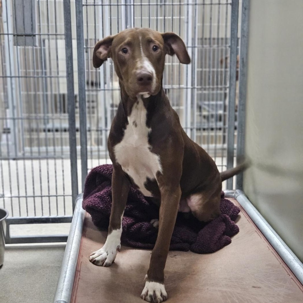 Kennel#33 Rover's preview photo