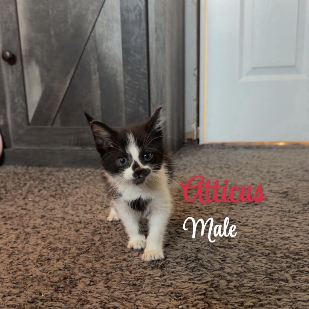 Atticus, available for adoption