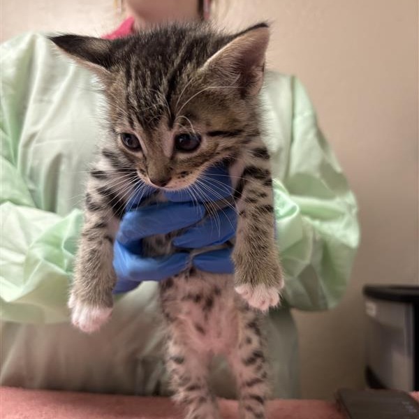 ARTE FACT - Domestic Shorthair available for adoption