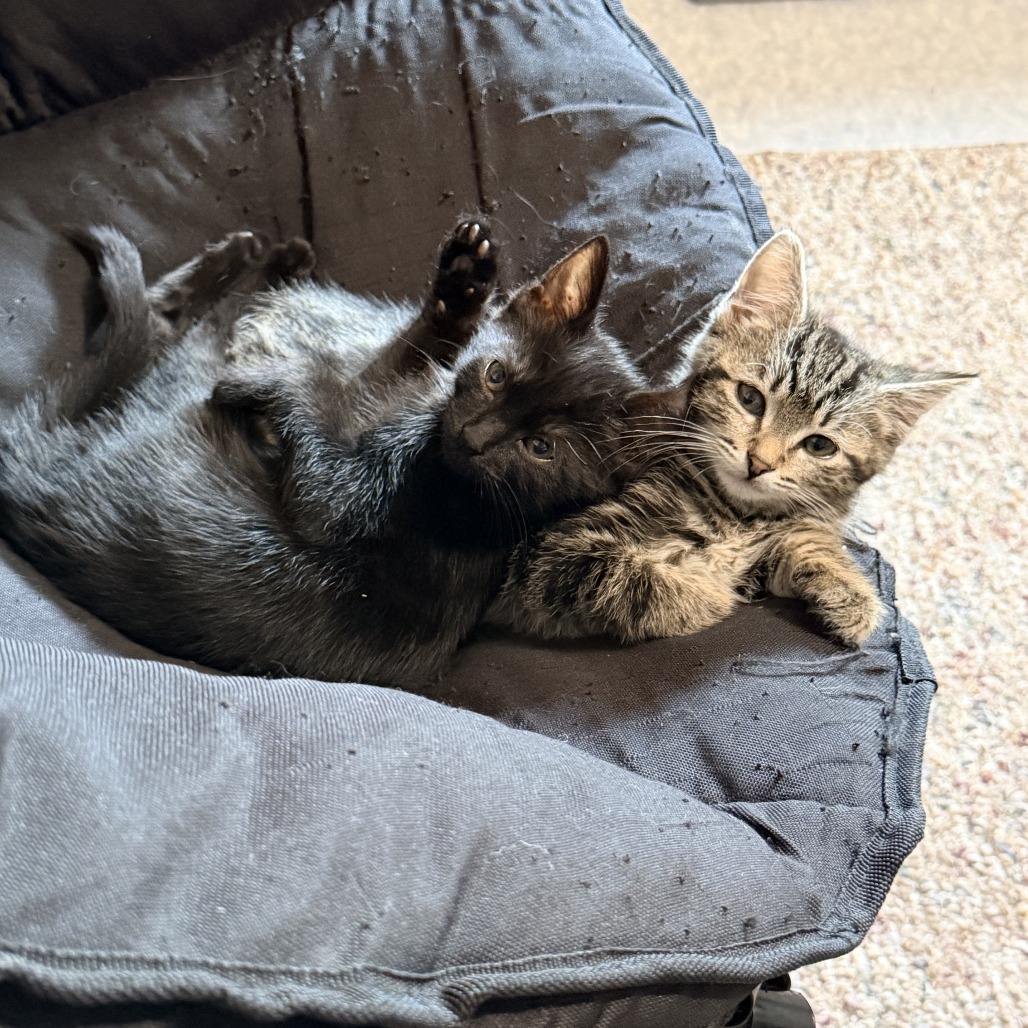 TABITHA - Domestic Shorthair available for adoption