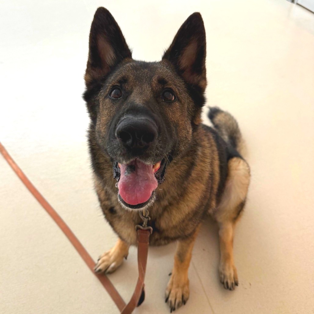 SASHA - Shepherd / German available for adoption