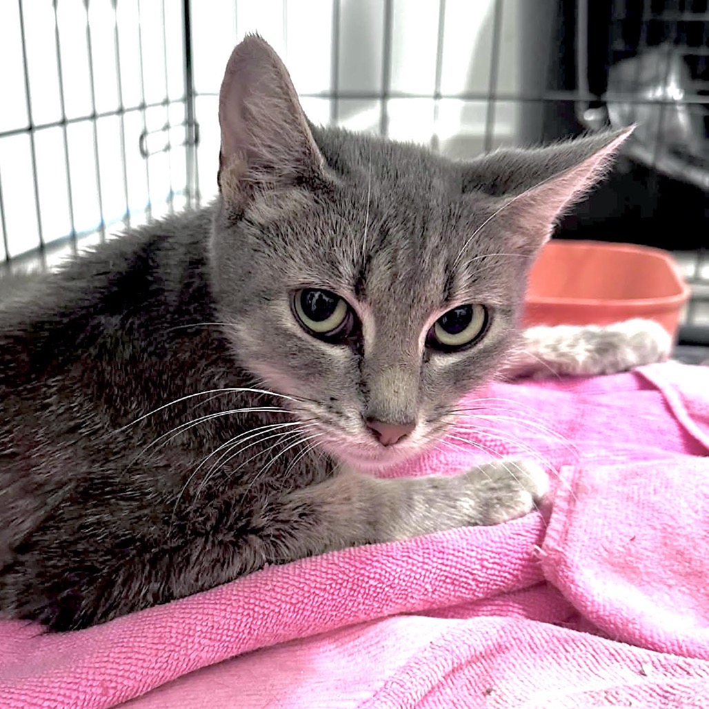 MARIE VON CAT - Domestic Shorthair available for adoption