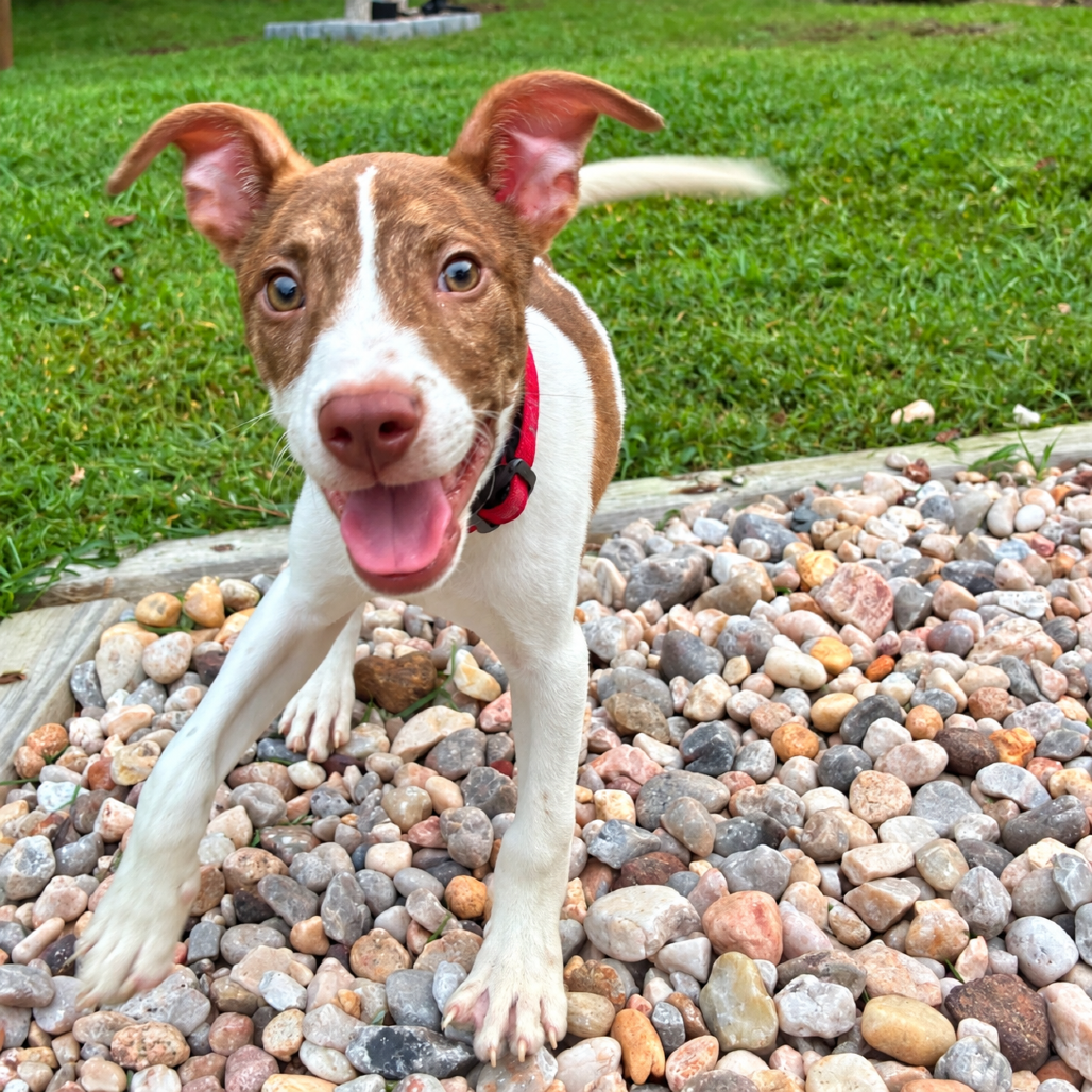 RYDER - Mixed Breed (Medium) available for adoption