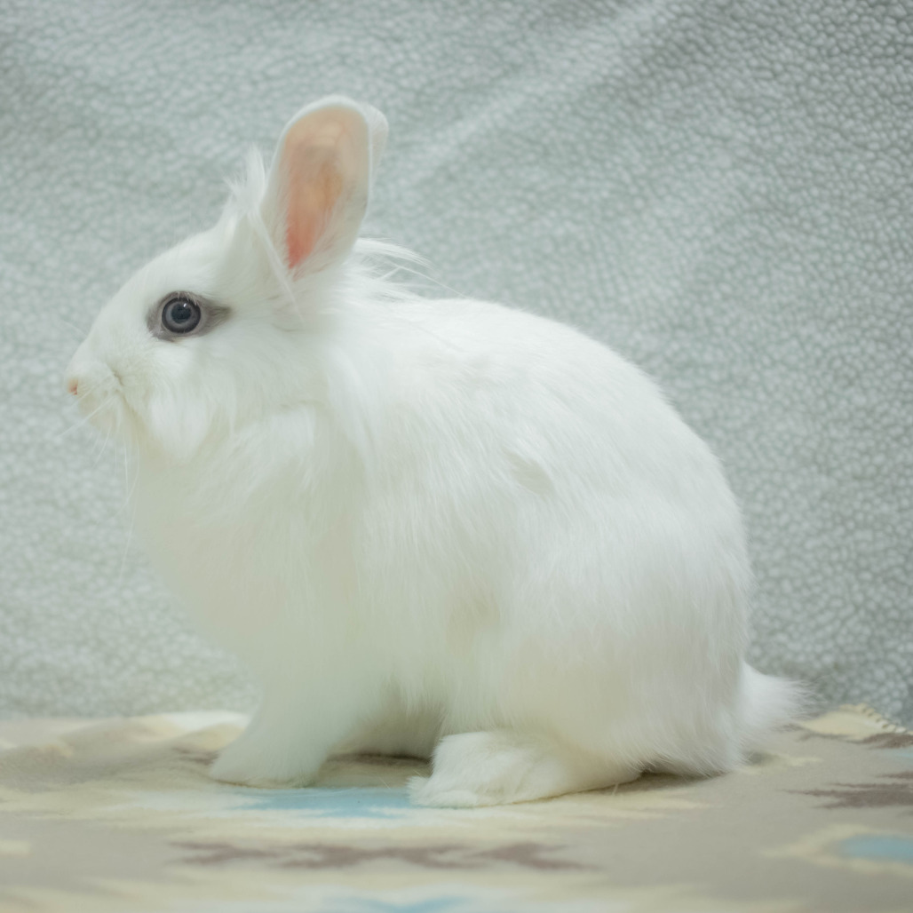 Penny (bonded to Chowder), photo 5