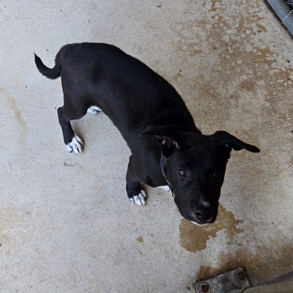 Jack
