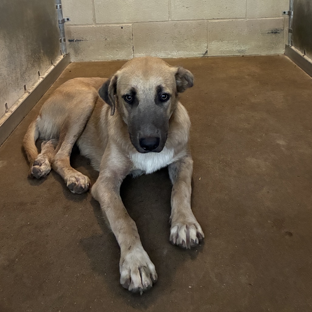 TANNER - Shepherd available for adoption