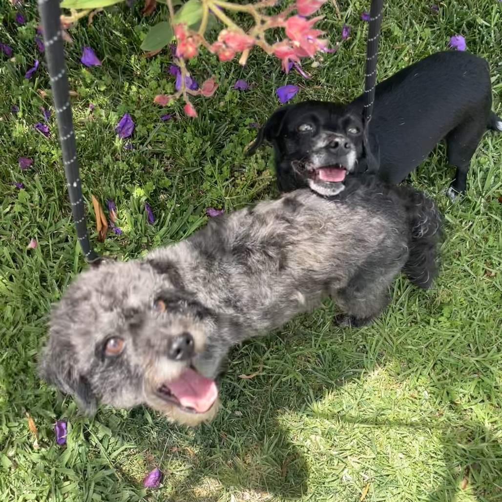 Star (bonded with Twinkle) - Costa Mesa Location, photo 24