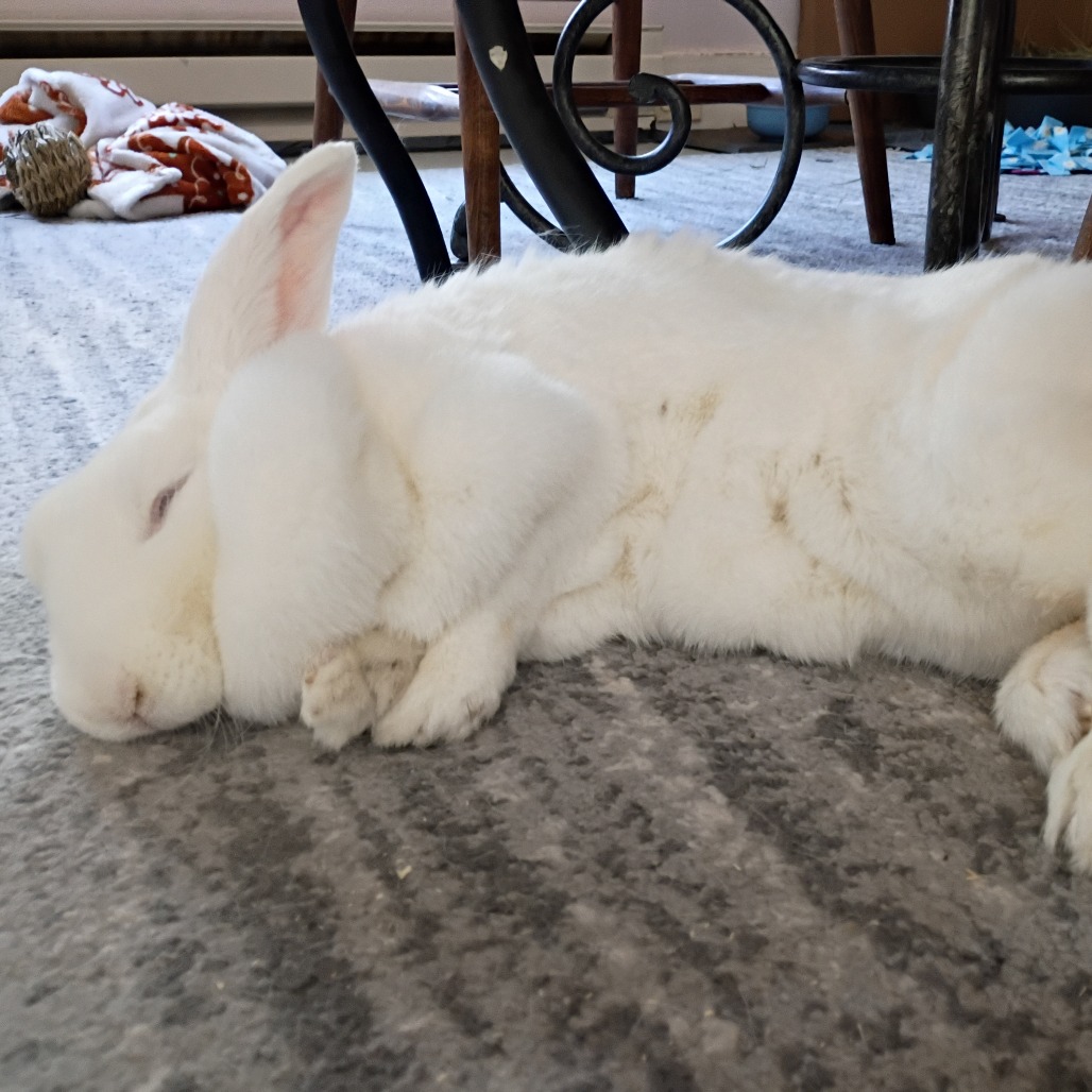 Daisy Belle, photo 2