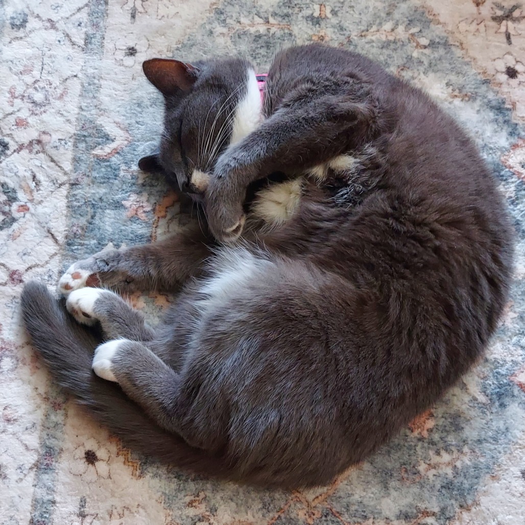 Applesauce, photo 21