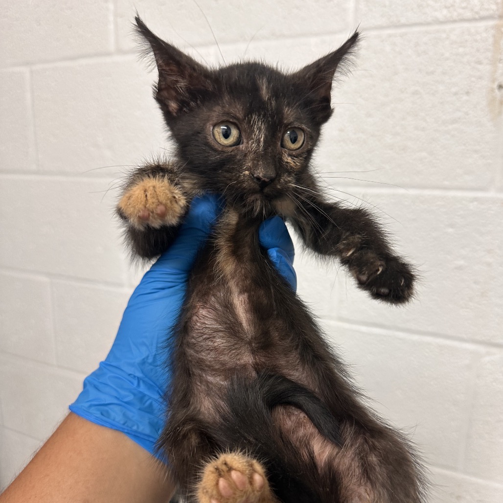 HAZEL - Domestic Shorthair available for adoption