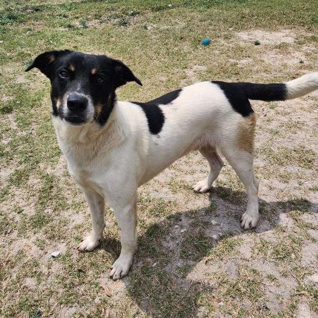Finn photo 7
