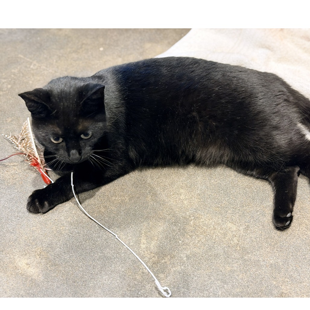 Blossom — thumbnail 11