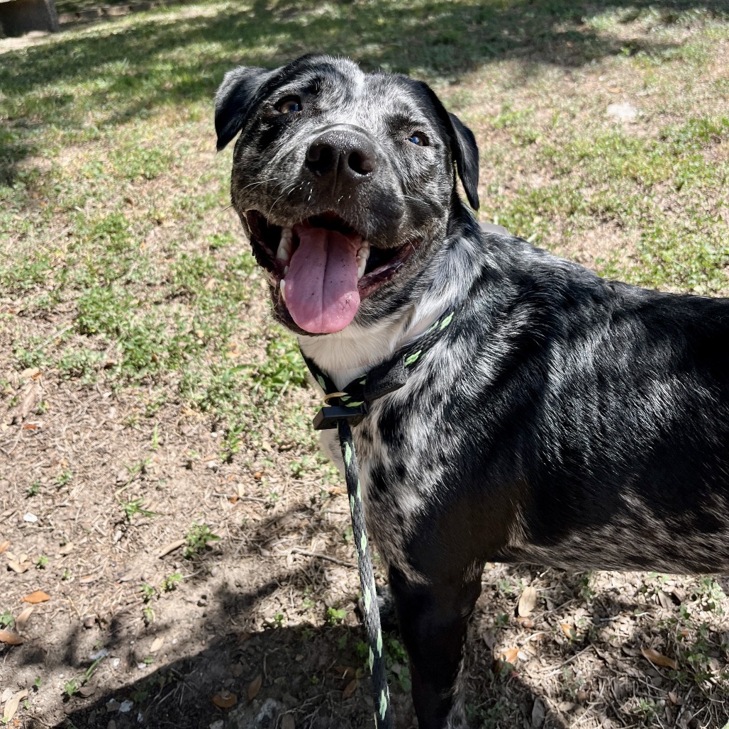 BENJI - Catahoula Leopard Dog / Mix available for adoption