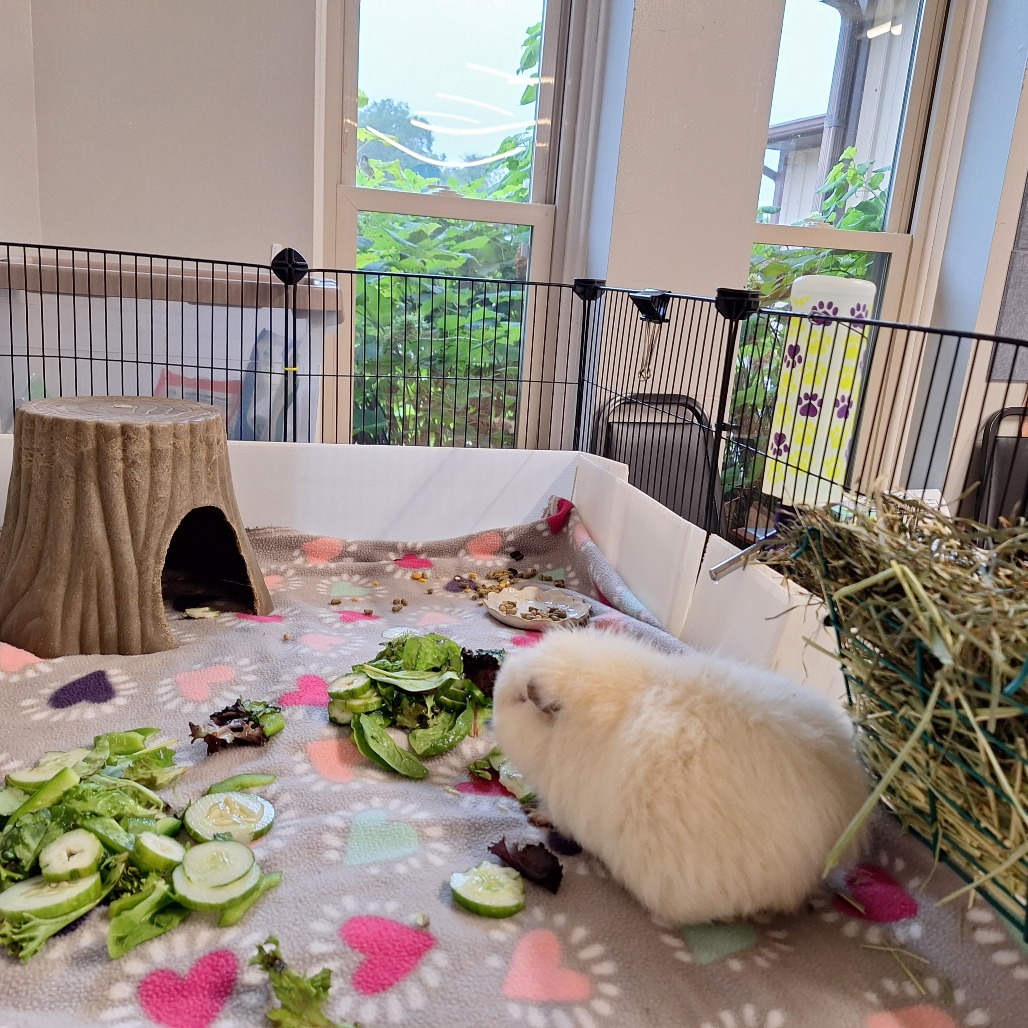 Marshmallow, photo 5