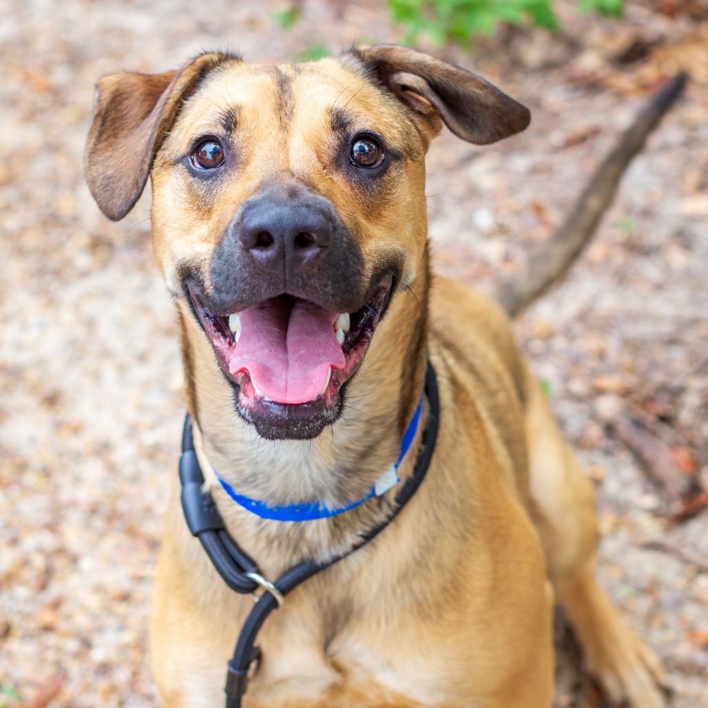 DRACO - Shepherd / Mix available for adoption