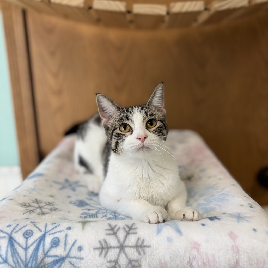 Vada--At Pet Supplies Plus***ADOPTION PENDING***