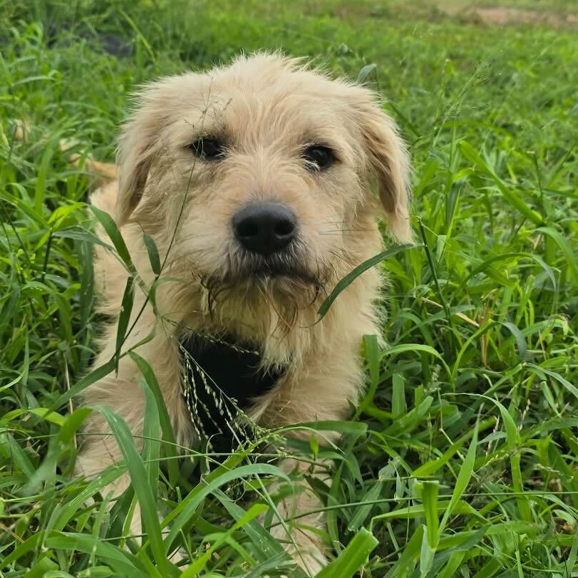 Baxter2, photo 3
