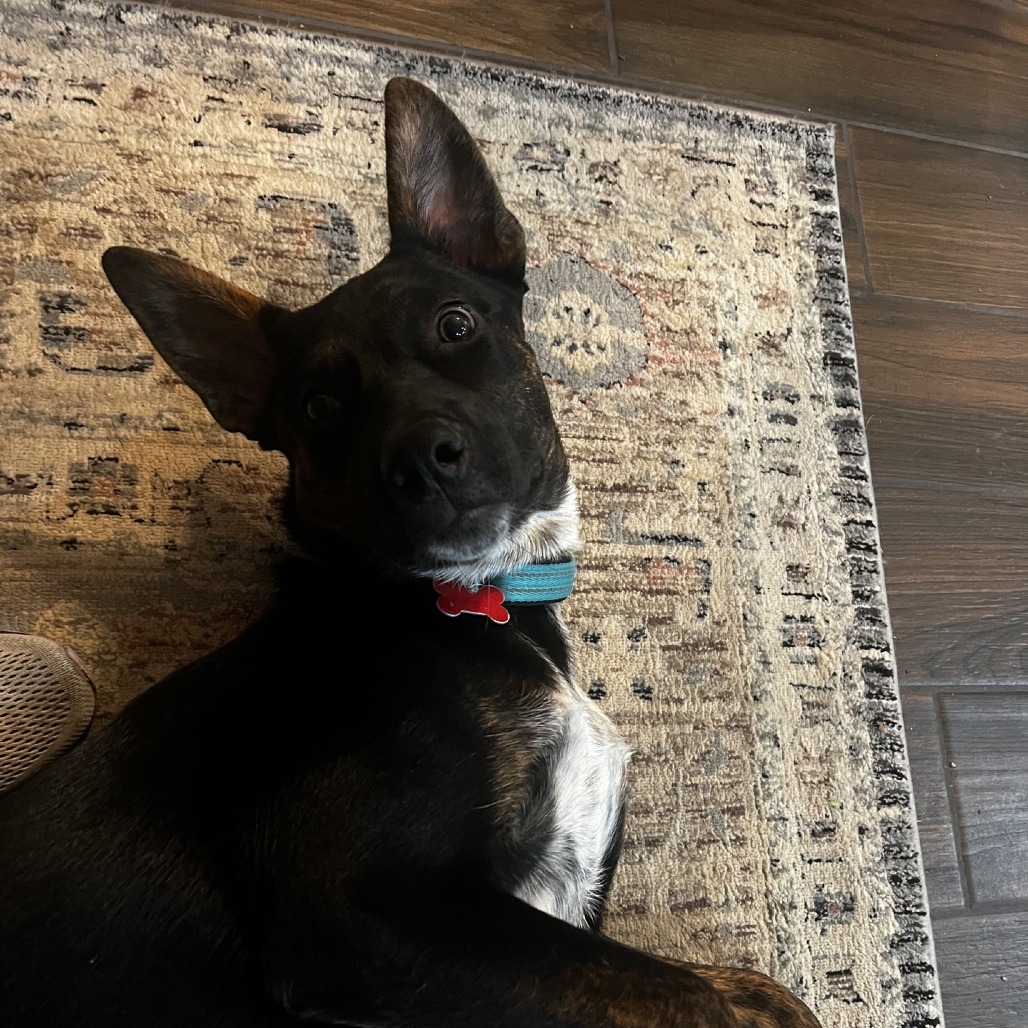 Buckee, photo 16