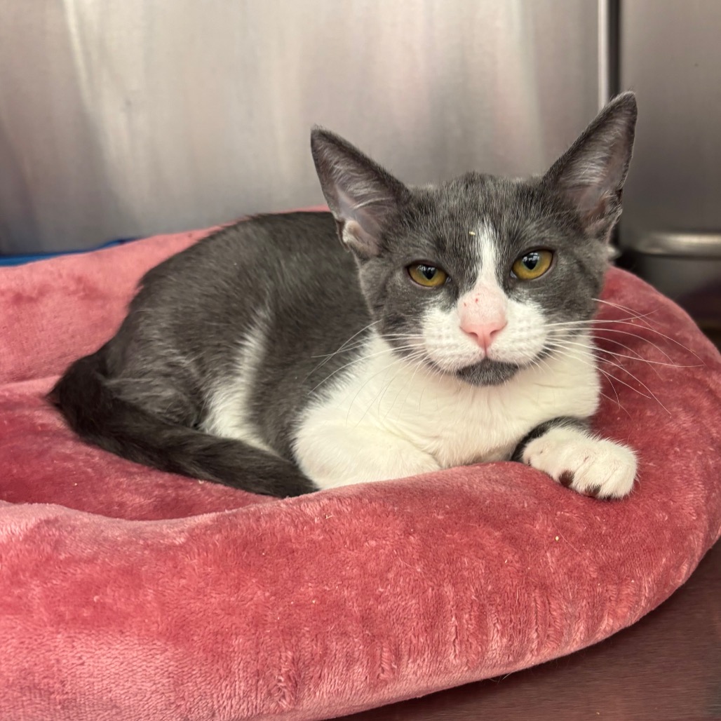 Mochi - Domestic Shorthair