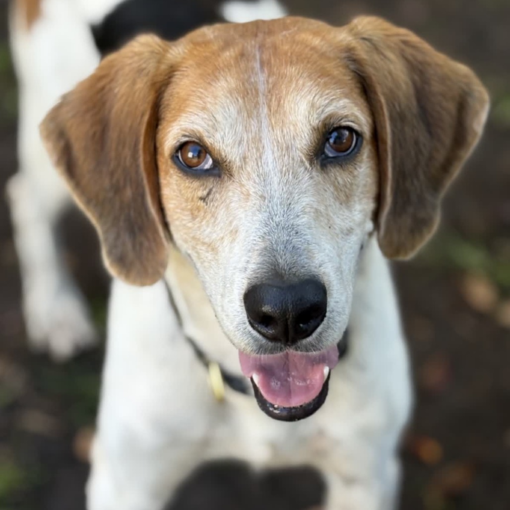 Mr. Smee is available for adoption at Carteret County Humane Society